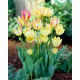 Tulipan Antoinette - 5 szt.