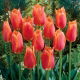 Tulipan Big Brother - 5 szt.