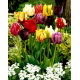 Tulipan papuzi mix - Parrot mix - 5 szt.