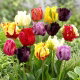 Tulipan papuzi mix - Parrot mix - duża paczka! - 50 szt.