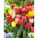 Tulipan strzępiasty mix - Fringed mix - GIGA paczka! - 250 szt.
