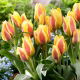 Tulipan City Flower - 5 szt.
