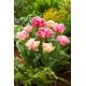 Tulipan Cool Crystal - GIGA paczka! - 250 szt.