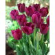 Tulipan Curly Sue - GIGA paczka! - 250 szt.
