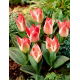 Tulipan Czaar Peter - 5 szt.