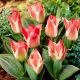 Tulipan Czaar Peter - 5 szt.