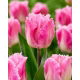 Tulipan Dallas - GIGA paczka! - 250 szt.