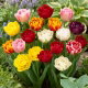 Tulipan pełny mix - Double mix - duża paczka! - 50 szt.