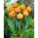 Tulipan Freeman - 5 szt.