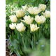 Tulipan Global Desire - GIGA paczka! - 250 szt.