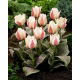 Tulipan Haute Couture - 5 szt.