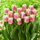 Tulipan Hawaii - GIGA paczka! - 250 szt.