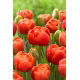Tulipan Icoon - GIGA paczka! - 250 szt.
