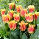 Tulipan Joint Devision - GIGA paczka! - 250 szt.