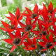 Tulipan Lizzy - 5 szt.