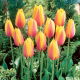 Tulipan Long Lady - GIGA paczka! - 250 szt.