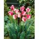 Tulipan Mata Hari - duża paczka! - 50 szt.