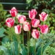 Tulipan Mata Hari - duża paczka! - 50 szt.