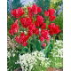 Tulipan Merry Go Round - 5 szt.