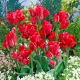Tulipan Merry Go Round - 5 szt.