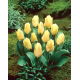 Tulipan Mieke Telkamp - 5 szt.