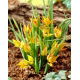 Tulipan orphanidea Flava - duża paczka! - 50 szt.