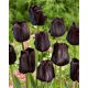 Tulipan Paul Scherer - 5 szt.