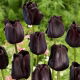 Tulipan Paul Scherer - 5 szt.