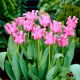 Tulipan Picture - duża paczka! - 50 szt.