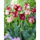 Tulipan Striped Crown - duża paczka! - 50 szt.
