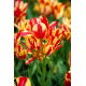 Tulipan Wonder Club - duża paczka! - 50 szt.