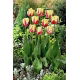 Tulipan World Expression - 5 szt.