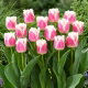 Tulipan Hawaii - GIGA paczka! - 250 szt.