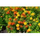 Aksamitka rozpierzchła - Tagetes patula - mieszanka - nadaje się również na poplon - 100 gram