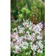 Gaura - Gaura lindheimeri