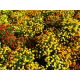 Aksamitka rozpierzchła - Tagetes patula - mieszanka - nadaje się również na poplon - 1 kg