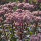 Rozchodnik Vera Jameson - Sedum - sadzonka - duża paczka! - 10 szt.