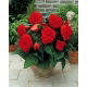 Begonia strzępiasta - czerwona - 2 szt.