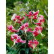 Lilia - Black Beauty - GIGA paczka! - 50 szt.