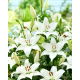 Lilia - Bright Diamond - GIGA paczka! - 50 szt.