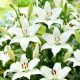 Lilia - Bright Diamond - GIGA paczka! - 50 szt.
