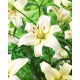 Lilia - Pearl White - GIGA paczka! - 50 szt.