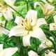 Lilia - Pearl White - GIGA paczka! - 50 szt.