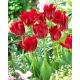 Tulipan Red Springgreen - duża paczka! - 50 szt.