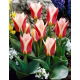 Tulipan Rosanna - GIGA paczka! - 250 szt.