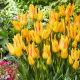 Tulipan Royal Georgette - duża paczka! - 50 szt.
