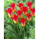 Tulipan Royal Gift - GIGA paczka! - 250 szt.
