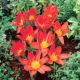 Tulipan Scarlet Baby - 5 szt.