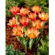 Tulipan Shakespeare - 5 szt.