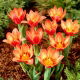 Tulipan Shakespeare - 5 szt.